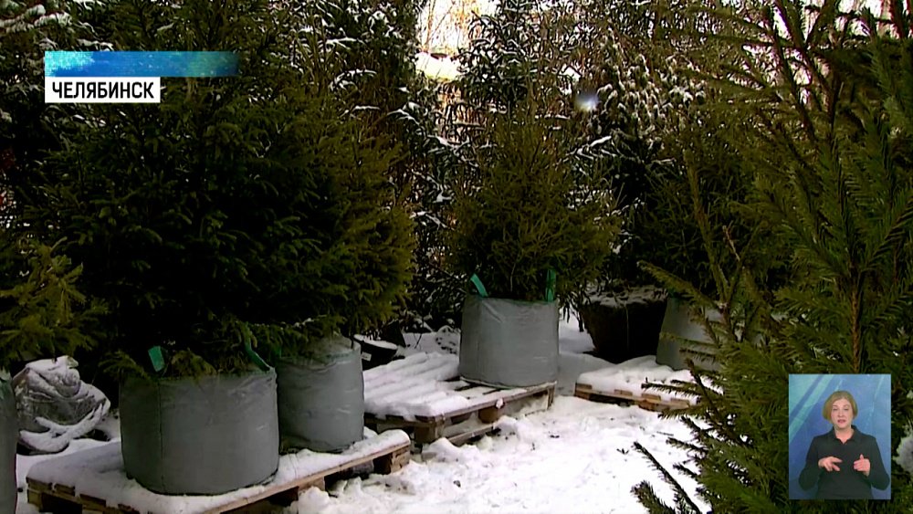 Искусственная или натуральная?