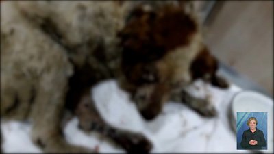 Полиция начала искать живодеров