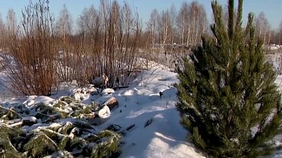 Рекомендации по выбору елки на Новый год