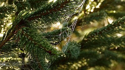 В Челябинской области бизнесмена осудили на 8 млн рублей за рубку сосен