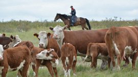 Челябинская область увеличила продажи породистых герефордов Челябинская область увеличила продажи породистых герефордов