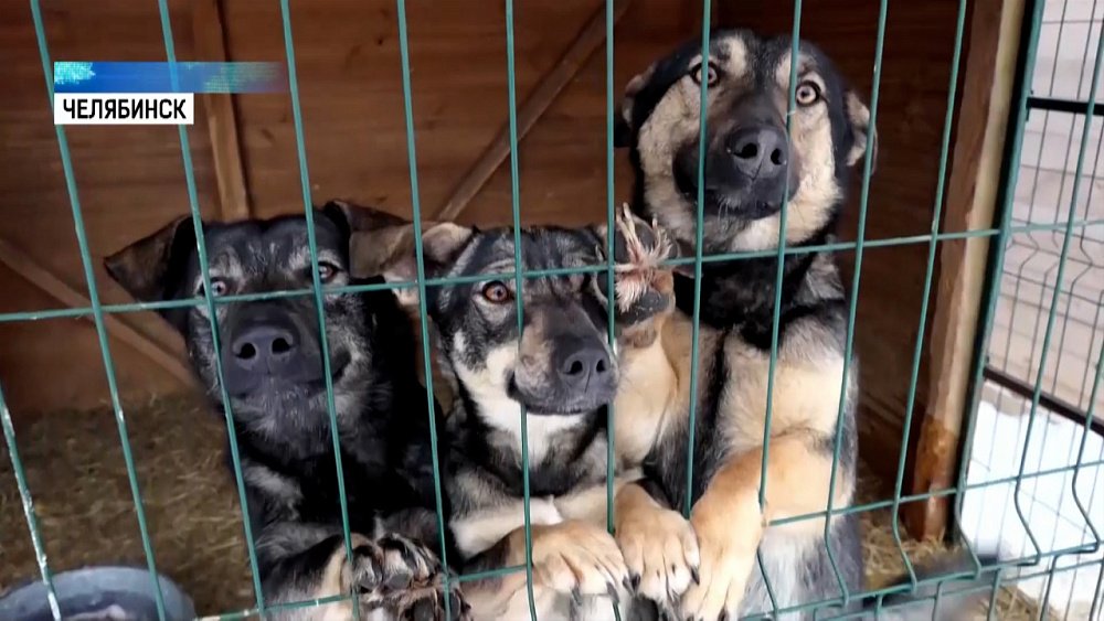 За выброшенного питомца накажут рублем