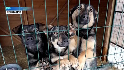 За выброшенного питомца накажут рублем