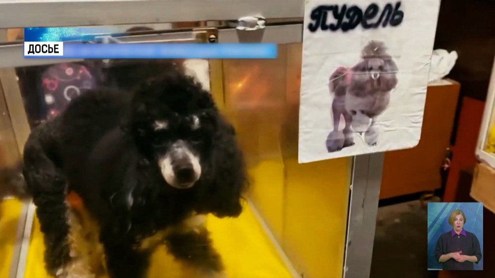 В России ограничат торговлю животными