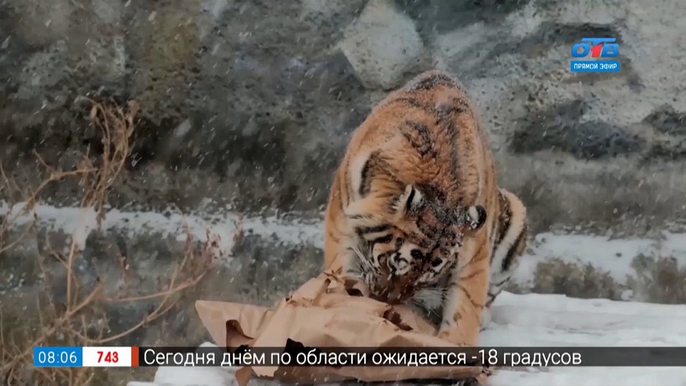 Символ года в сюжете «Как живут тигры в челябинском зоопарке»