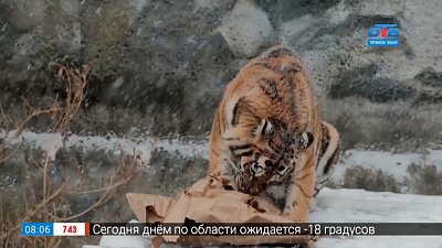 Символ года в сюжете «Как живут тигры в челябинском зоопарке»