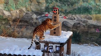 Тигрице Лаффи подарили снеговика из коробок