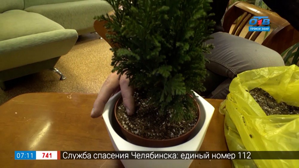 Ёлочка в горшке в рубрике «Руки садовода»