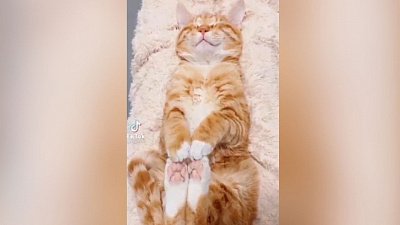 Мех и смех: кресло для кота, удобная дверь и релакс