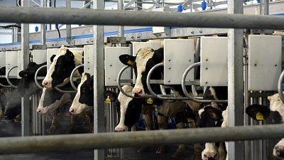 В Агаповском районе открылся молочный животноводческий комплекс