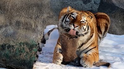 Тиграм из Челябинского зоопарка подарили новые игрушки