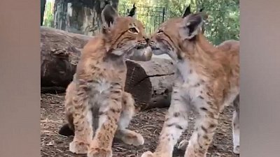 Новые жители Челябинского зоопарка за 2021 год