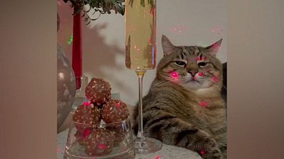 Животные, завоевавшие сердца пользователей «ТикТока» в 2021 году