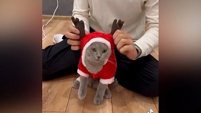 Мех и смех: новогодний спецвыпуск