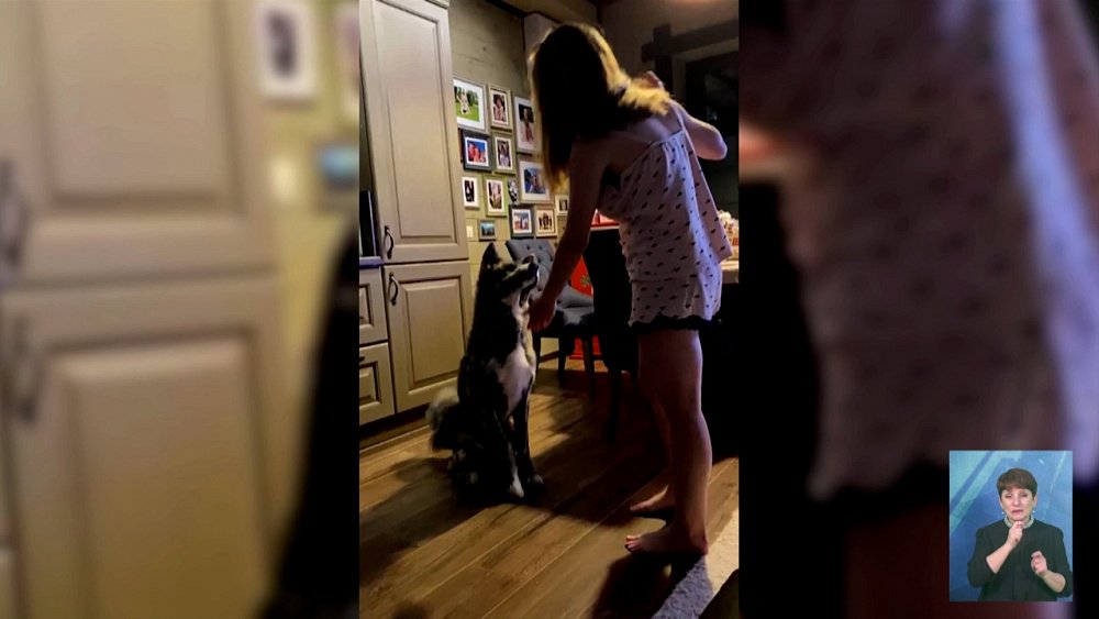 Акита-ину сбежал от хозяев