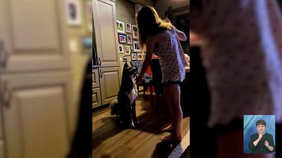 Акита-ину сбежал от хозяев