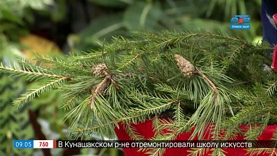 Новогодний букет из «колючей красавицы» в рубрике «Руки садовода»