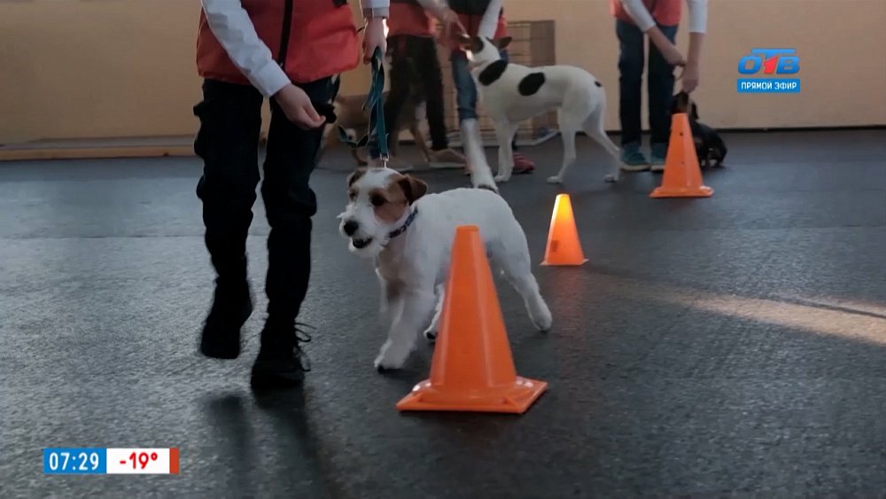 В ответе за тех, кого приручили в сюжете «Выпуск юных кинологов»