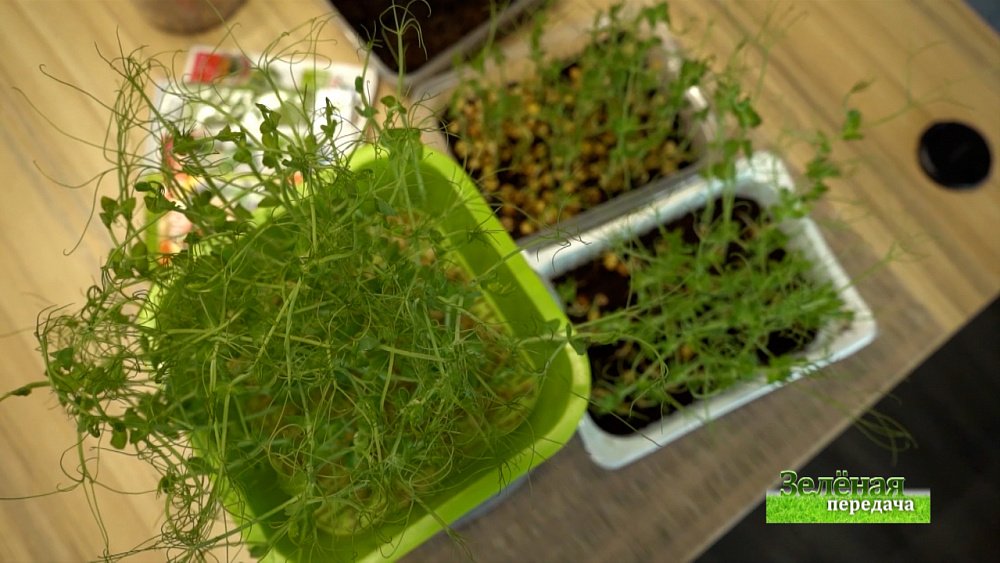 Зеленая передача 30.12.2021