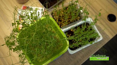 Зеленая передача 30.12.2021