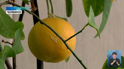 Челябинка выращивает мандарины на окошке