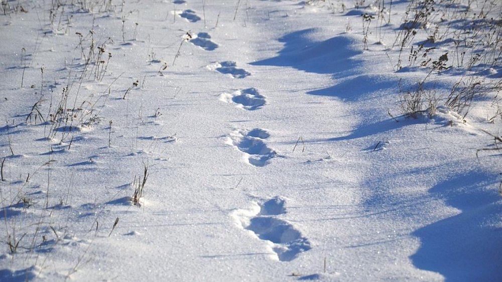 Стало известно, где провел новогоднюю ночь пропавший мальчик из Магнитогорска