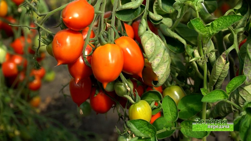 Зеленая передача 06.01.2022