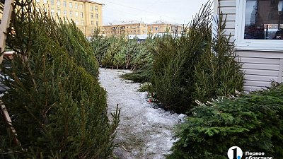 Южноуральцев просят оставлять новогодние елки на контейнерных площадках