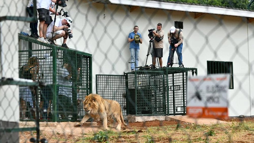 Карен Даллакян вернулся в Челябинск и рассказал о самочувствии Евы и Симбы в Танзании