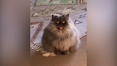 Мех и смех: наглый укус, новый домик и яростный «мяу»