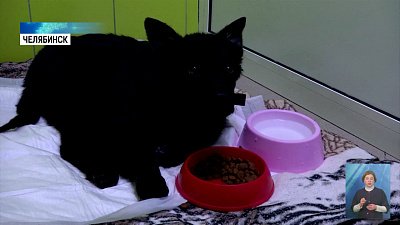 Щенку из ветклиники нужна помощь