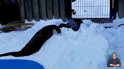 Сотрудники зоопарка сняли игры выдр