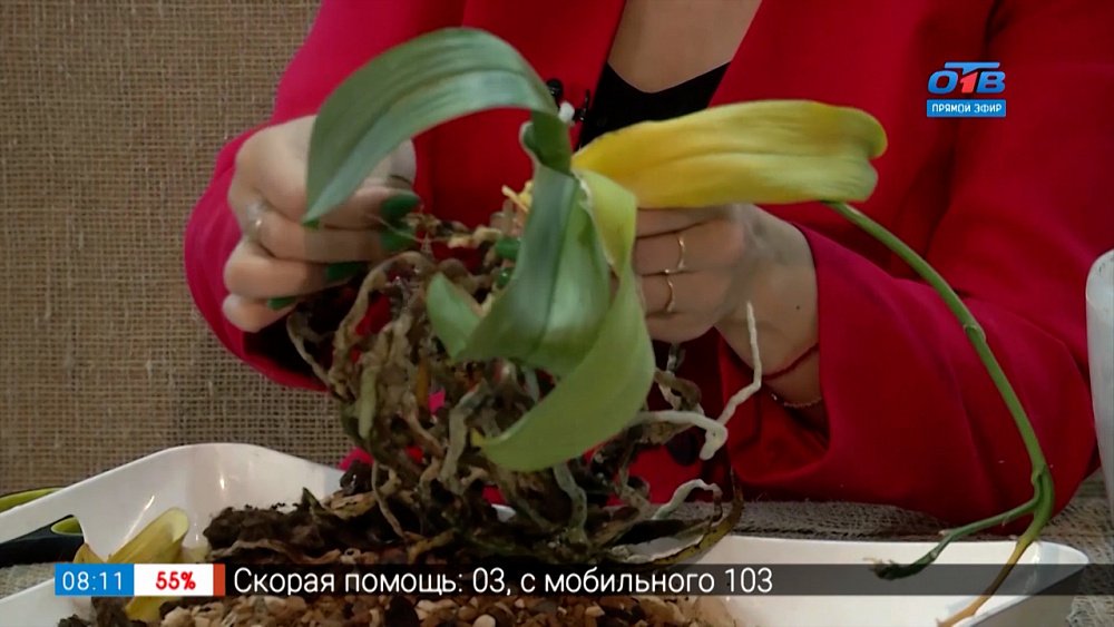 Орхидея не погибнет в рубрике «Руки садовода»