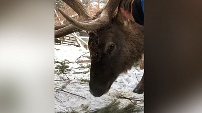 В Челябинском зоопарке показали утренние процедуры марала