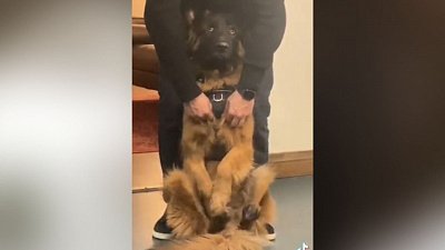 Мех и смех: кошачья гимнастика, слежка и игра на барабанах