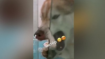 Мех и смех: возмущение, отвага и артистизм