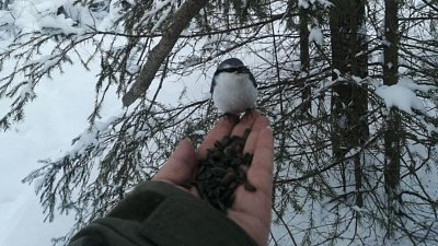 Гости нацпарка «Таганай» кормят местных пернатых обитателей