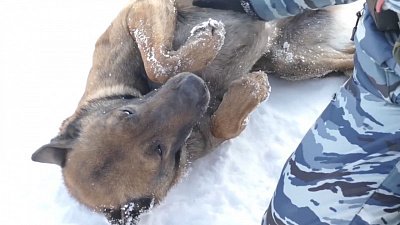 Тестирование служебных собак в кинологическом центре ГУ МВД России по Челябинской области