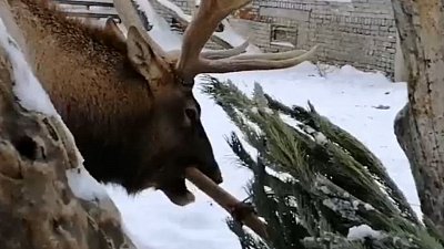 В Челябинском зоопарке марал Горыныч почистил зубы с помощью елки