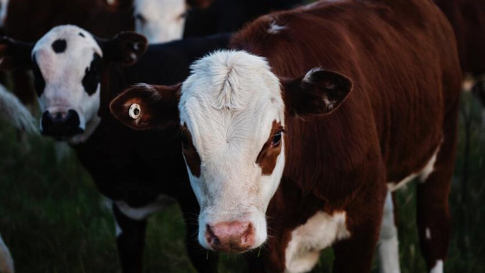 В Челябинскую область запретили ввозить мясо из Казахстана