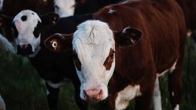 В Челябинскую область запретили ввозить мясо из Казахстана