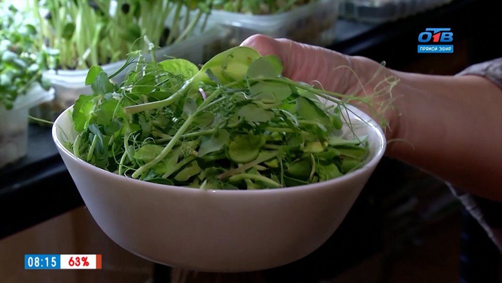 Как получить пользу от микрозелени в рубрике «Руки садовода»