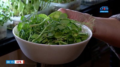 Как получить пользу от микрозелени в рубрике «Руки садовода»