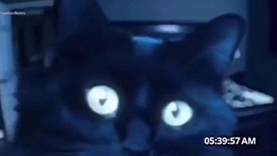 Мех и смех: кошачий душ, коварное нападение и жизнь с котом