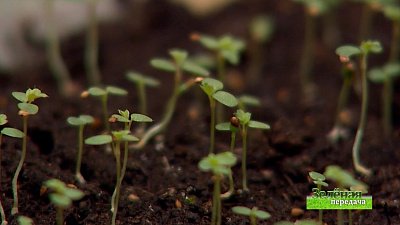 Зеленая передача 13.01.2022