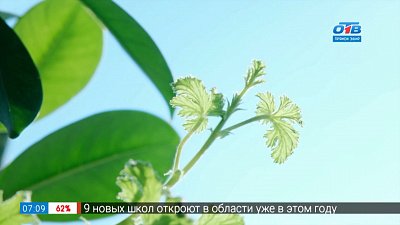 Как создать зимний сад в сюжете «Фитодизайн»