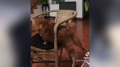 Мех и смех: затруднительное положение, собачий крик и застрявший в стуле