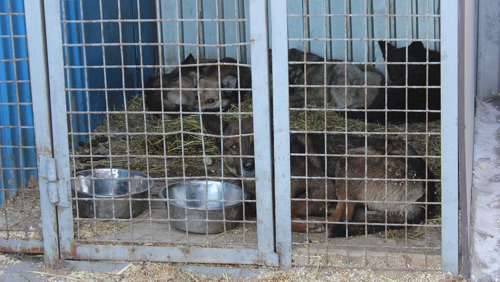 Содержанием бездомных животных в Челябинске займется компания «Наш дом»