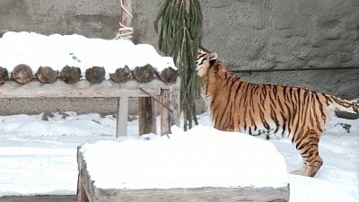 Как челябинцы могут утилизировать елку после новогодних праздников