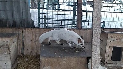 В приюте для диких животных «Спаси меня» новый питомец